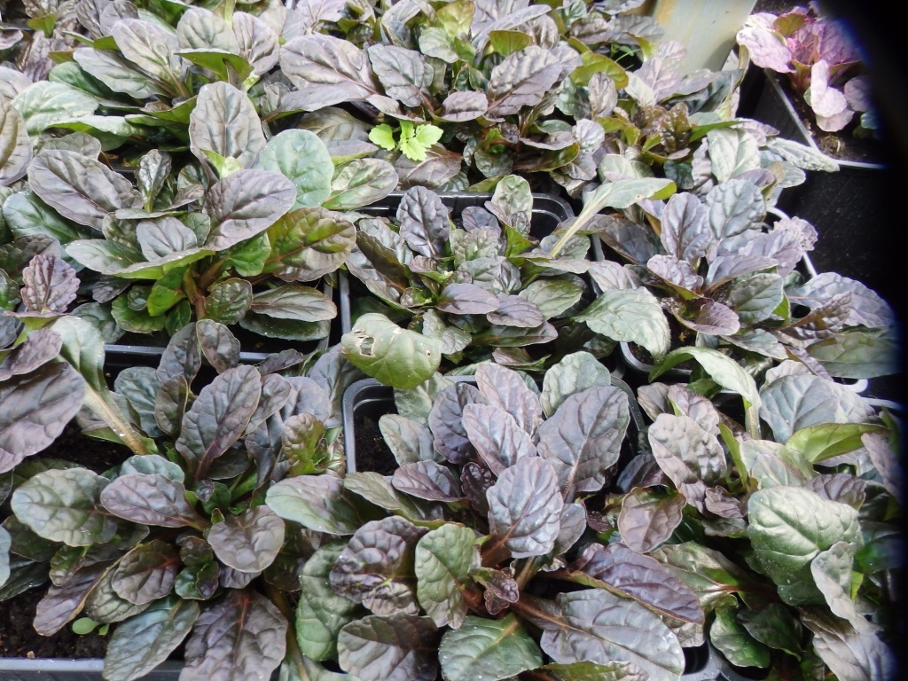 Живучка ползучая Atropurpurea 