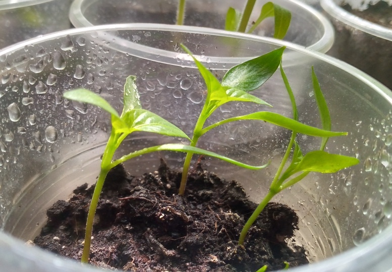Рассада после всходов: когда досветка угнетает, подавляет рост, дает краевой ожог, хлороз и вытягивание. И почему перец листья кверху поднял