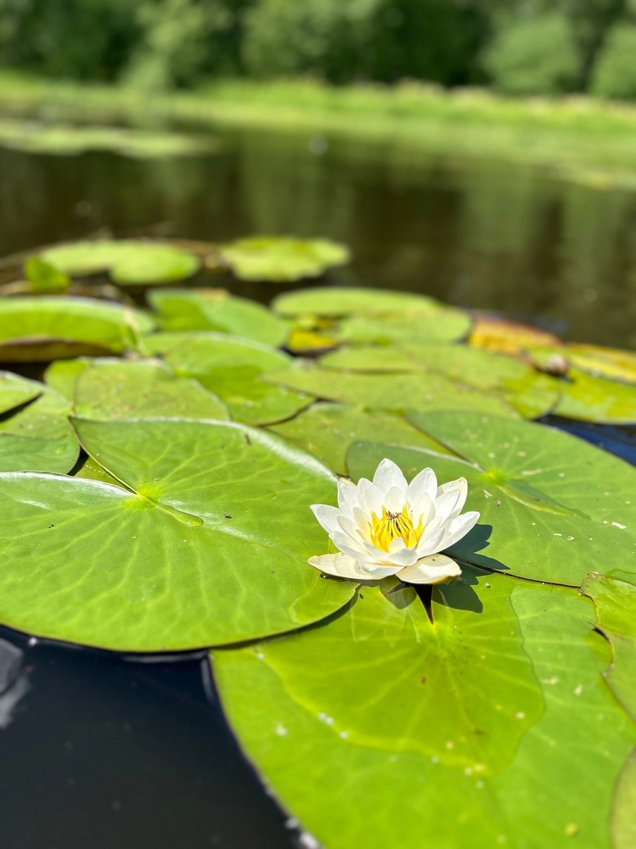 Кувшинка белая