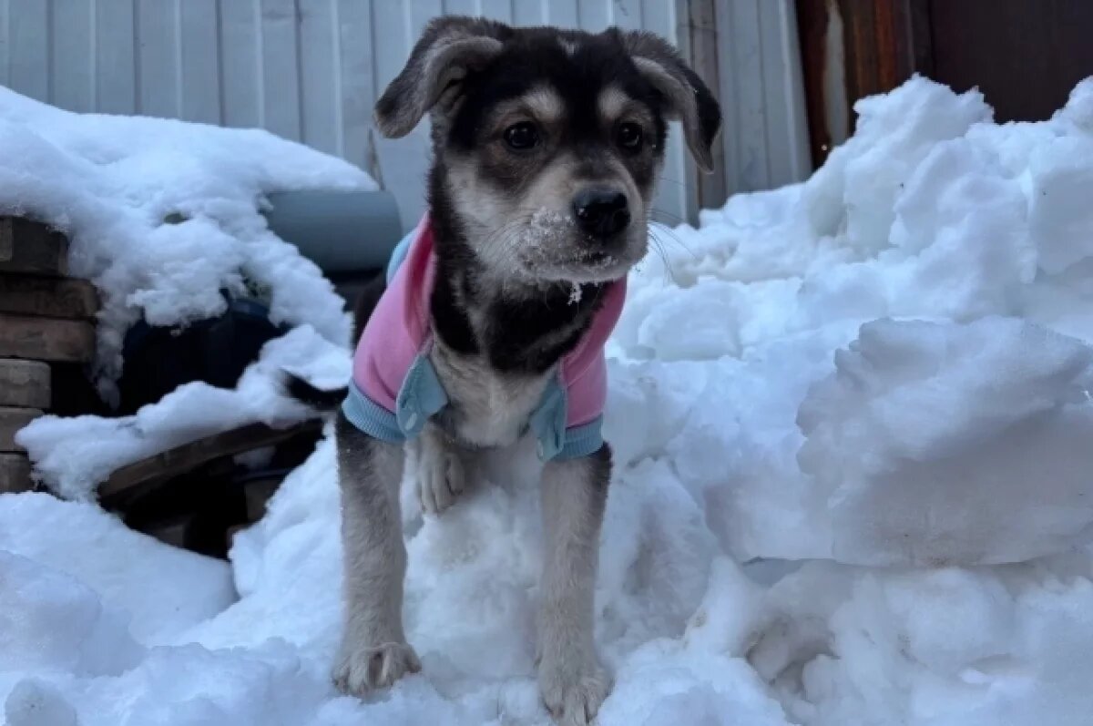    В конце зимы в Ярославле прогнозируют снегопады