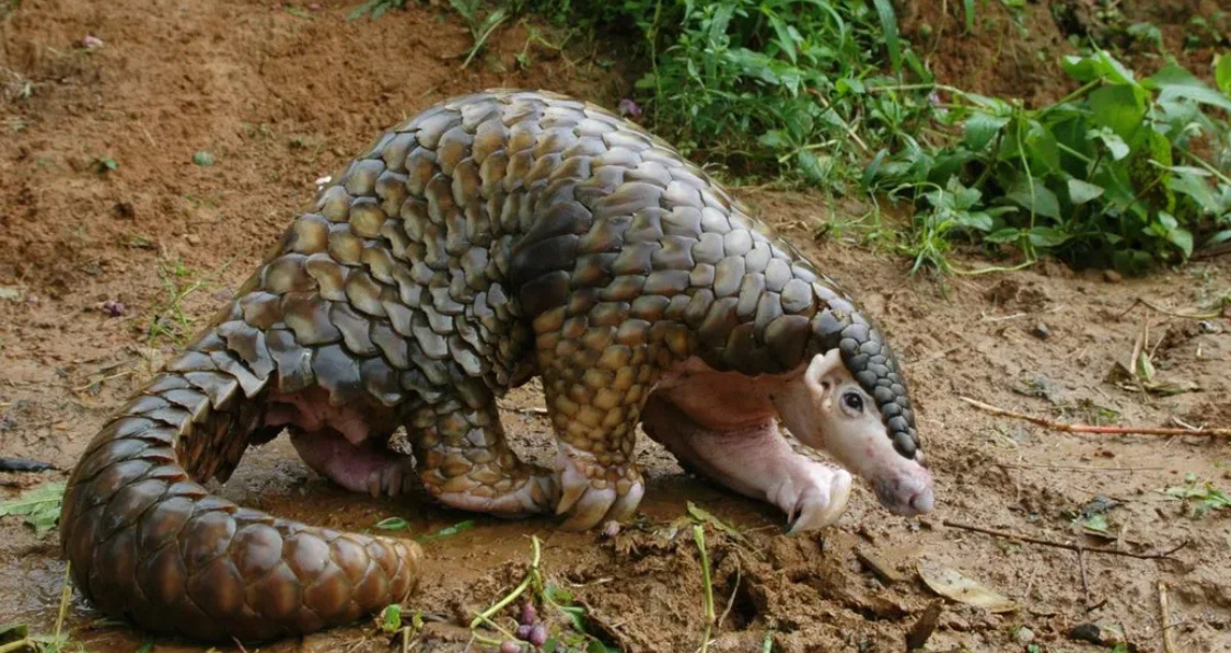 Белобрюхий панголин