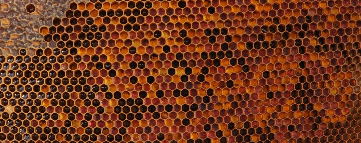 Перга - это еще и очень красиво! Фото с моей пасеки.