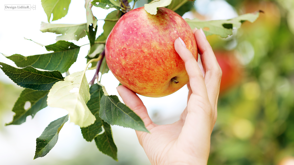 https://www.freepik.com/free-photo/hand-apple_5953933.htm#from_element=detail_alsolike