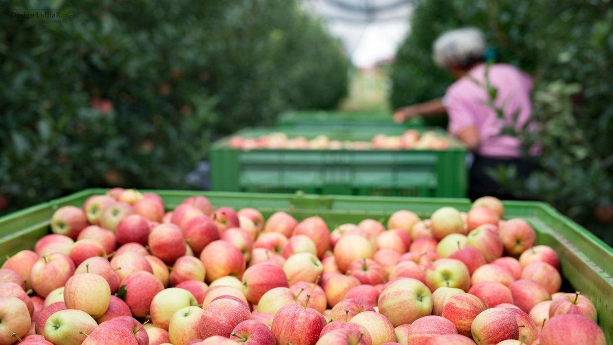 https://www.freepik.com/free-photo/people-working-apple-orchard-picking-fruit-placing-them-into-basket_11135137.htm#fromView=search&page=2&position=22&uuid=df6c33dc-4a42-4f27-b1ac-b15b672e4f13&query=apples%2C+gardens%2C+apple+tree