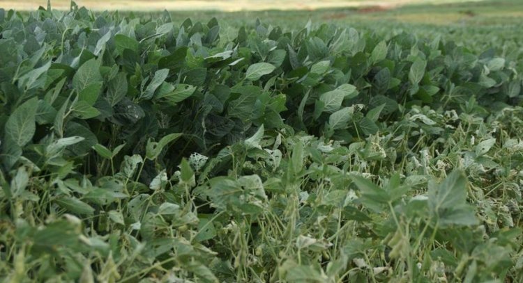    Бразилия видит наращивание своей соеводческой мощности в агрономическом подходе