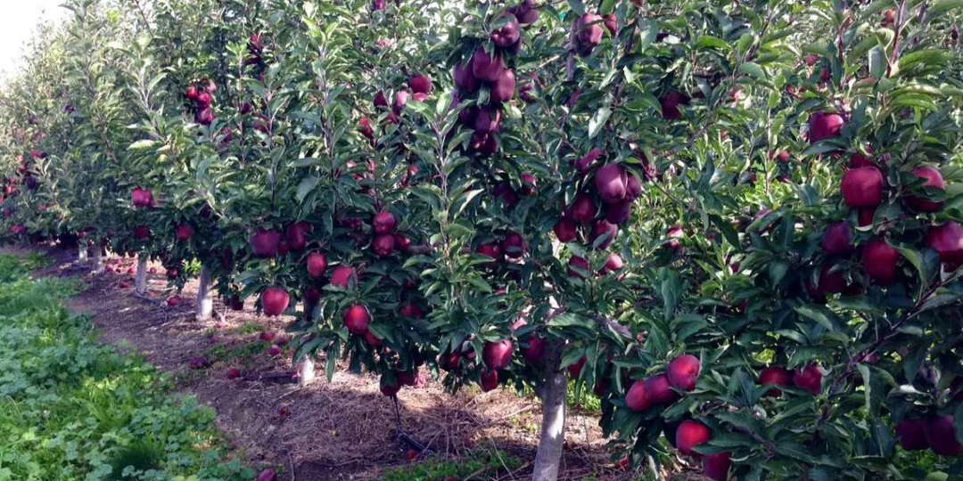 Пока мои оппоненты воспитывают ген зимостойкости у зимостойких яблонь