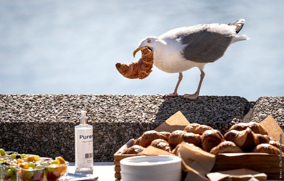 Очень вкусно, заверните ещё. 