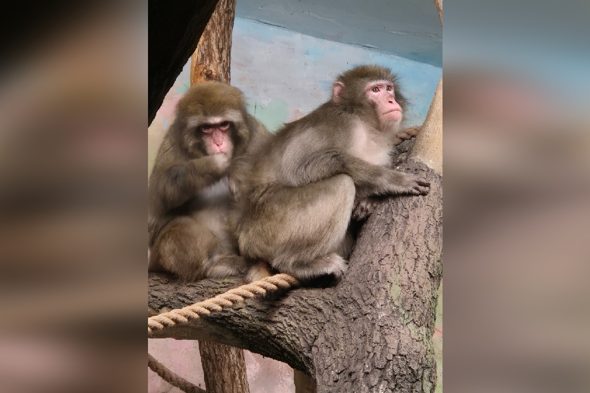    Фото: Екатеринбургский зоопарк