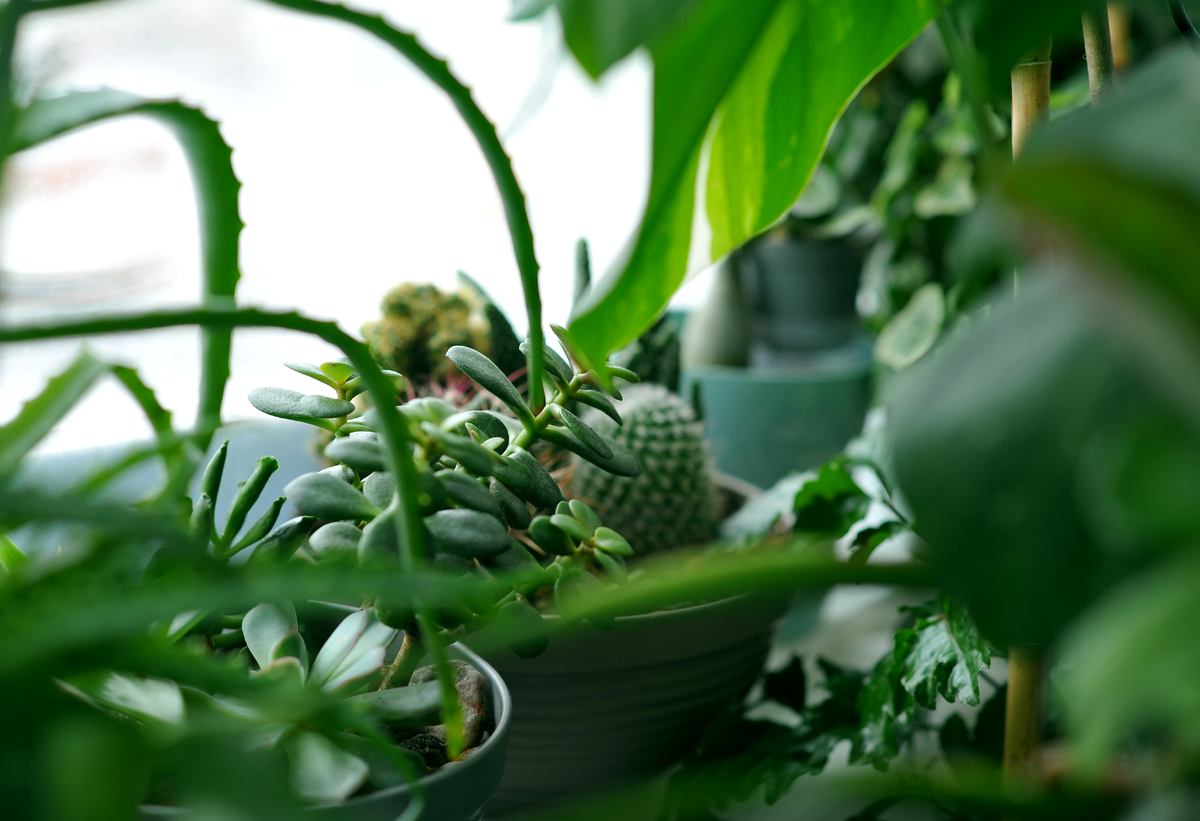 Мои суккулентики грустят по солнцу