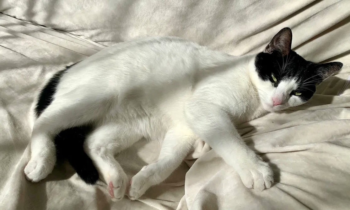 Даже для кота. Они умеют спать везде