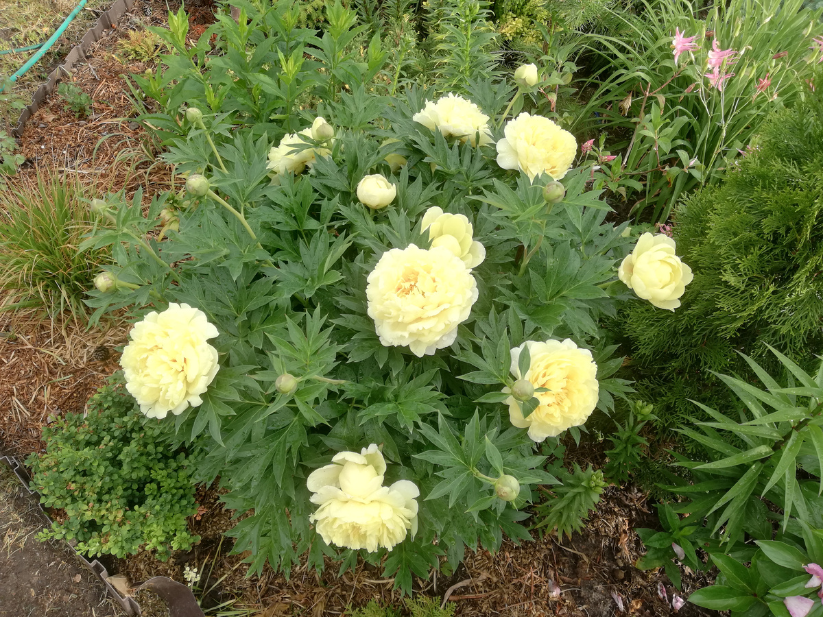 Мой ито-пион 'Bartzella' из колорлайновского пакета, купленного в Леруа