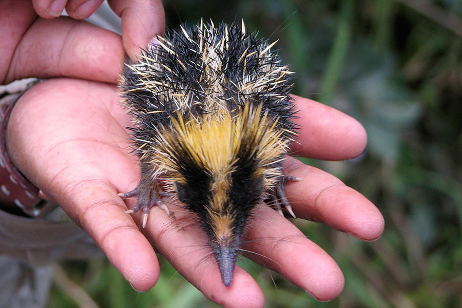 Фото ясности к описанию не добавило.... 