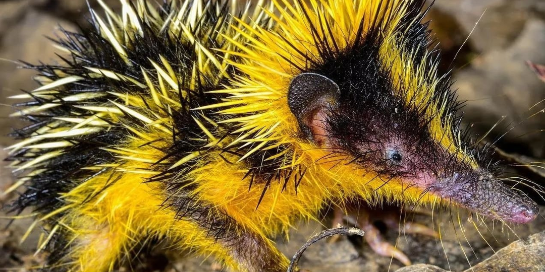 Полосатый тенрек: «Ежи» на Мадагаскаре — экзотика запредельного уровня