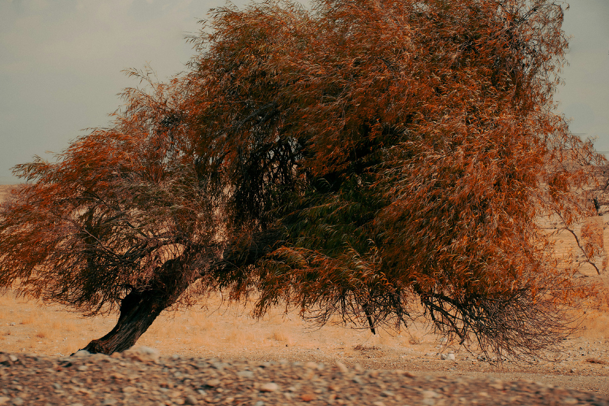 Картинка с бесплатного фотостока https://unsplash.com, автор Bahareh Mahboub