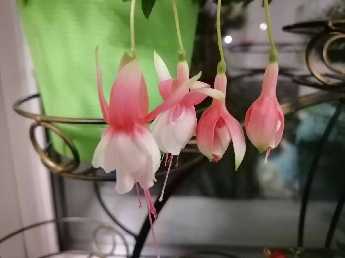 Цветы фуксии, фото автора