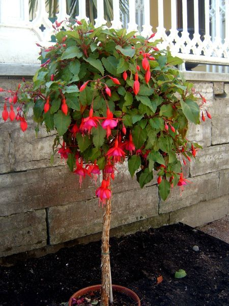 Фото с сайта https://otvet.mail.ru/question/34791805