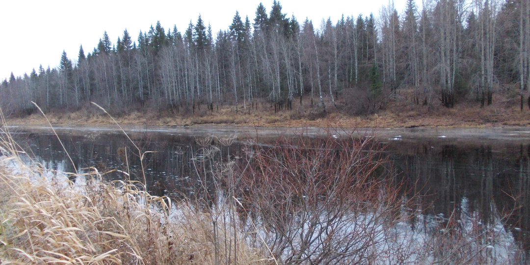 Знакомый рыбак-охотник рассказал, кого он больше всего боится в лесу