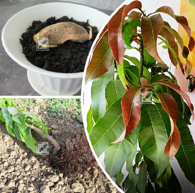 коллаж из фото автора