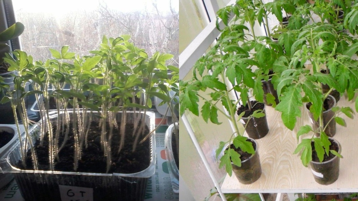  Разница между обычной и правильно выращенной рассадой на одном подоконнике