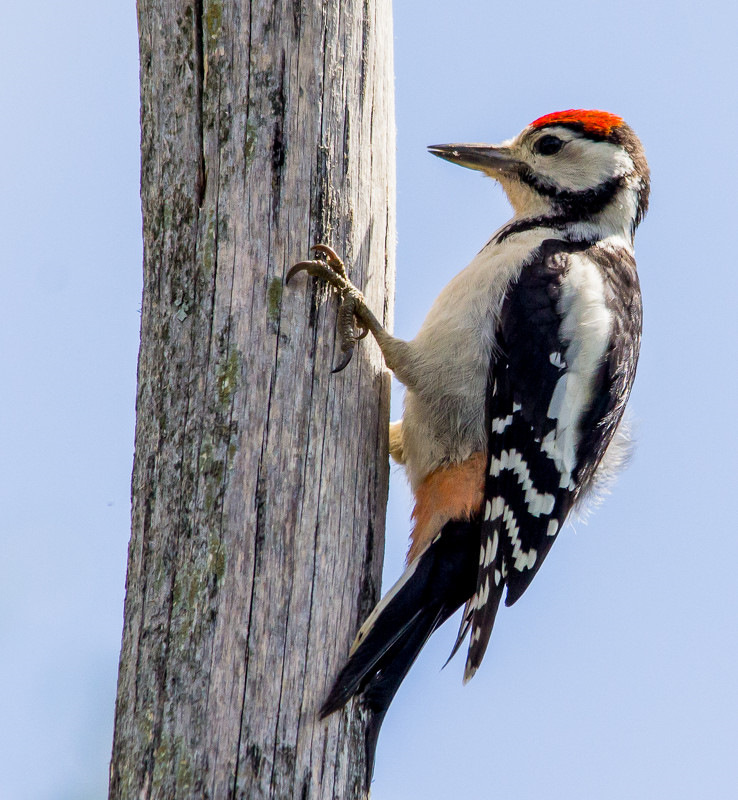 Большой пестрый дятел. Фото из интернета 