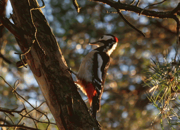 Фото из интернета 