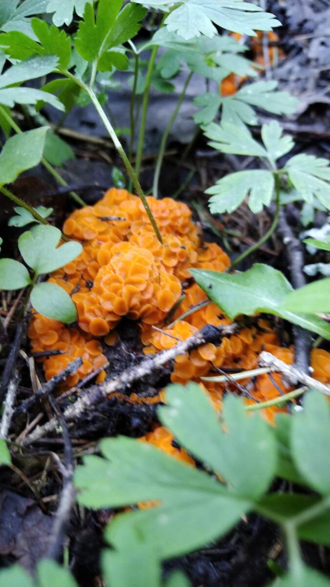 Думаю это дрожалка оранжевая, весна 2024 года.