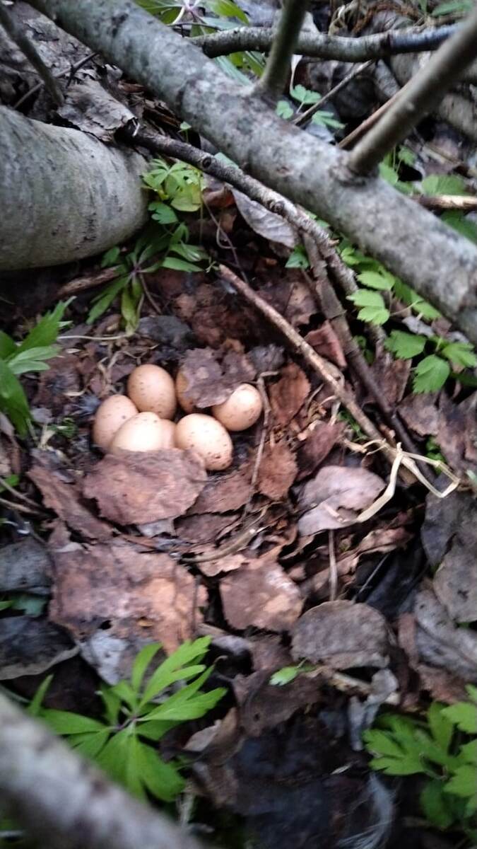 Кто-то готовится стать родителями.