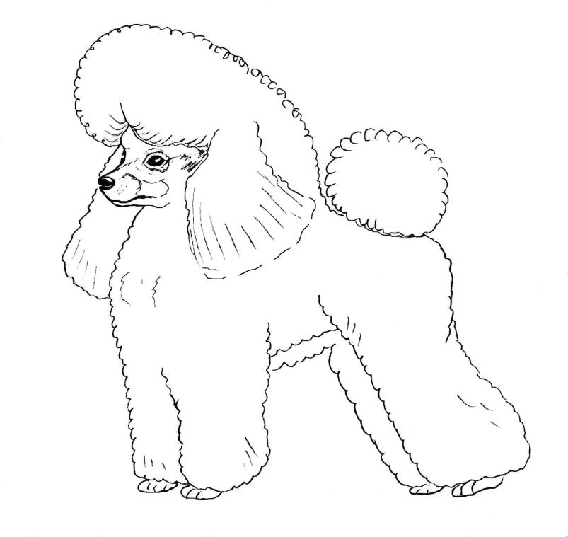 Рисунок автора