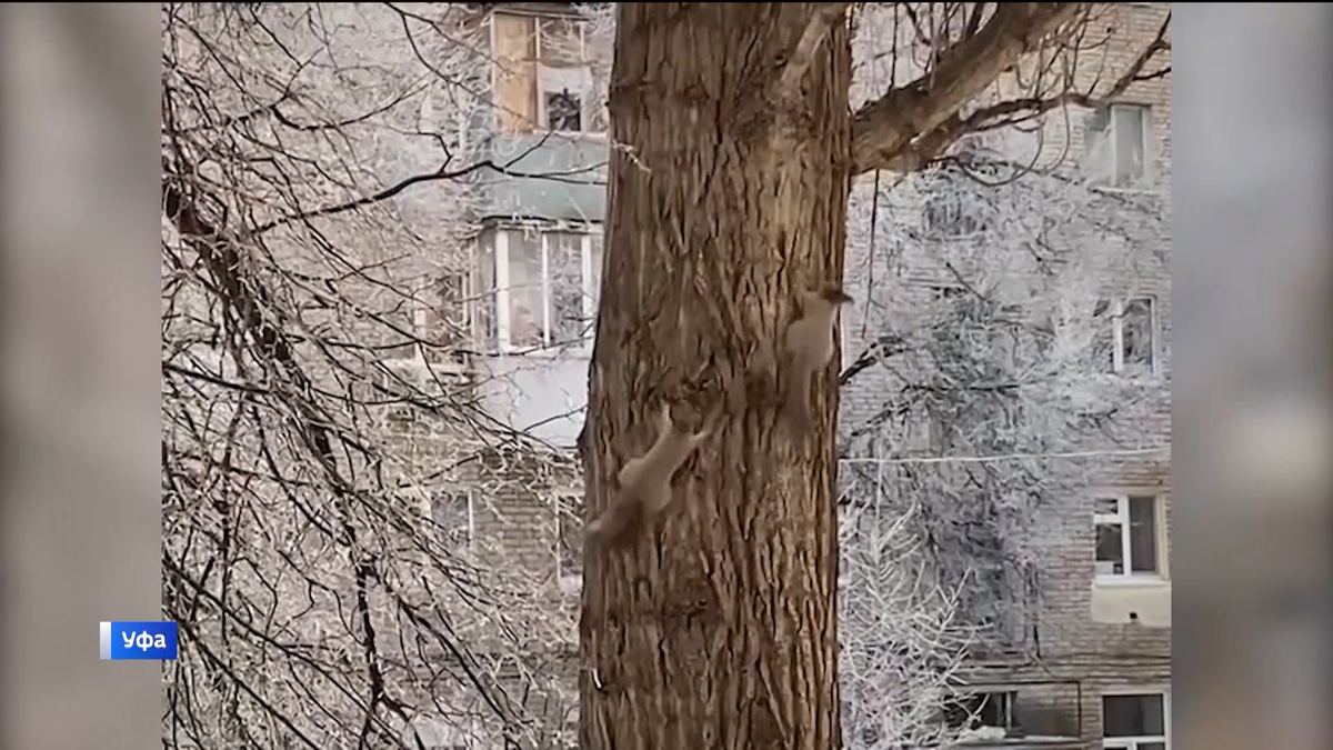    В Уфе засняли двух играющих на дереве белок
