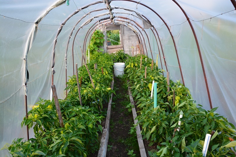 Одна из теплиц