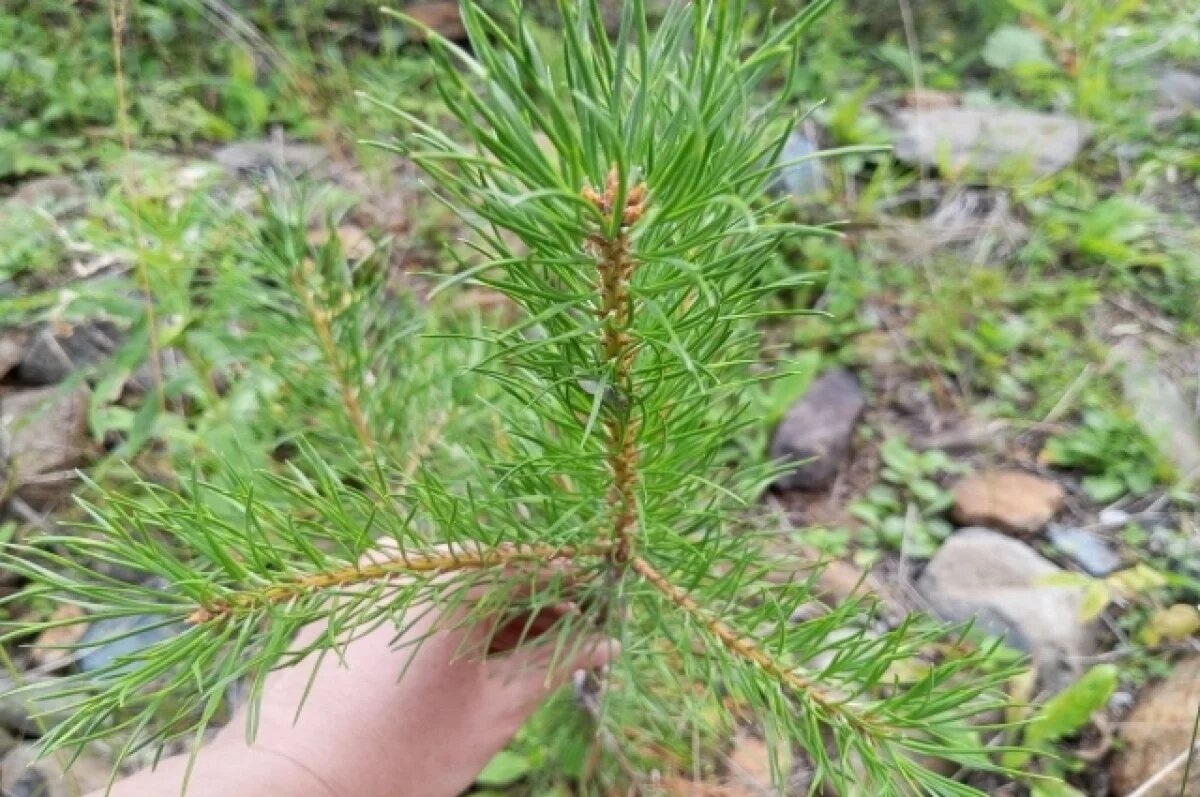    В Салехарде благоустроят территорию рядом с площадью Победы