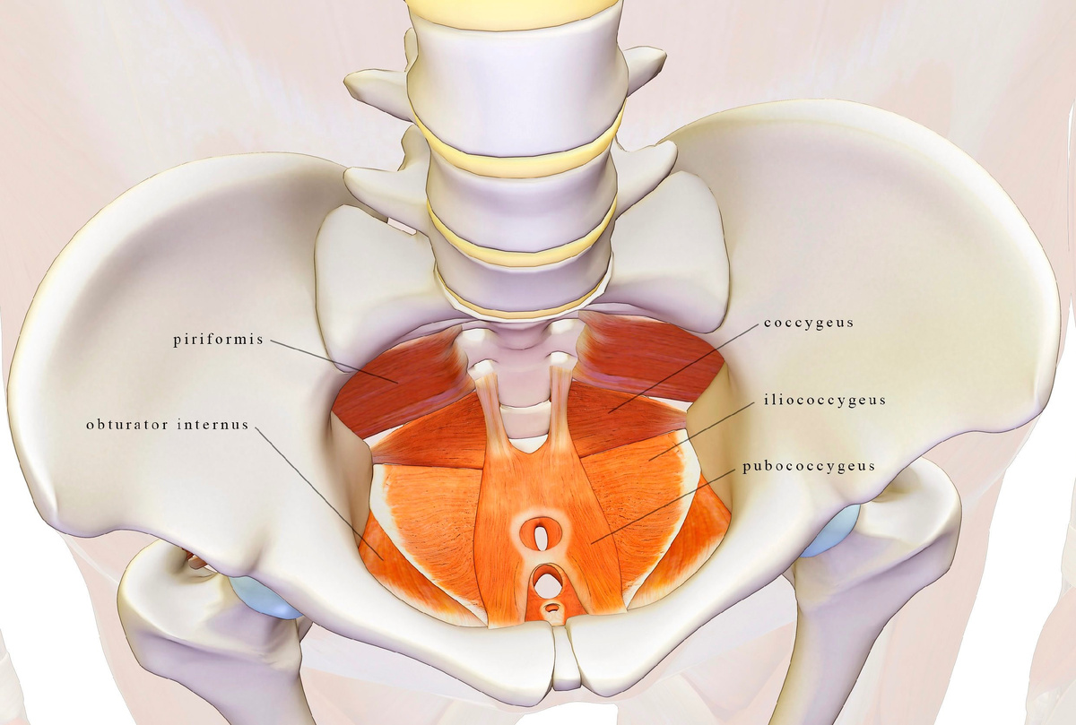 Между костями тазовых костей натянуты мышца и связки.