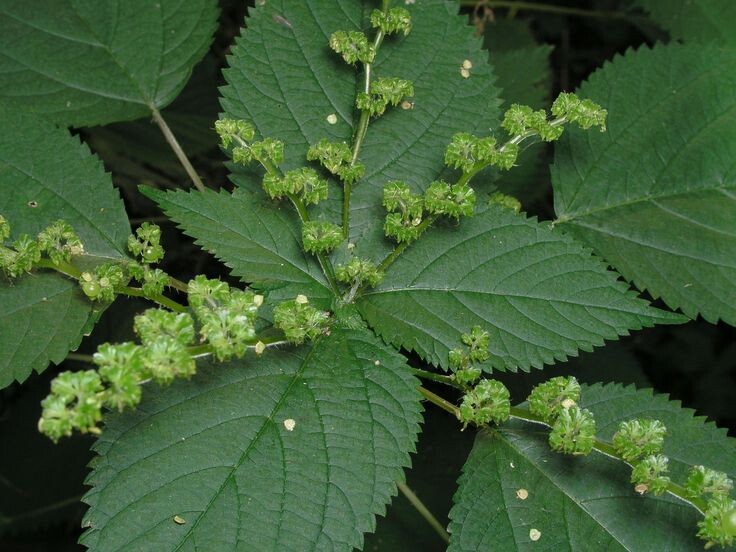 Гимпи-Гимпи