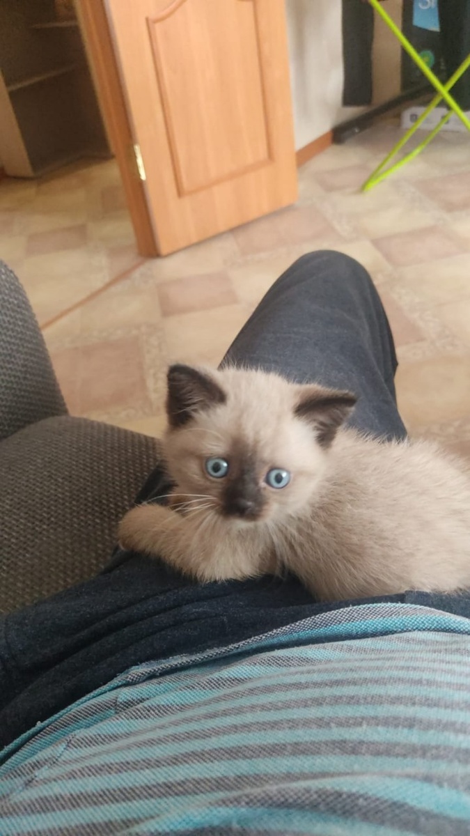 на коленях у папы