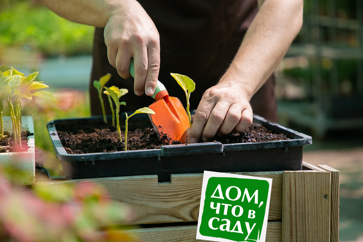 Дом, что в саду