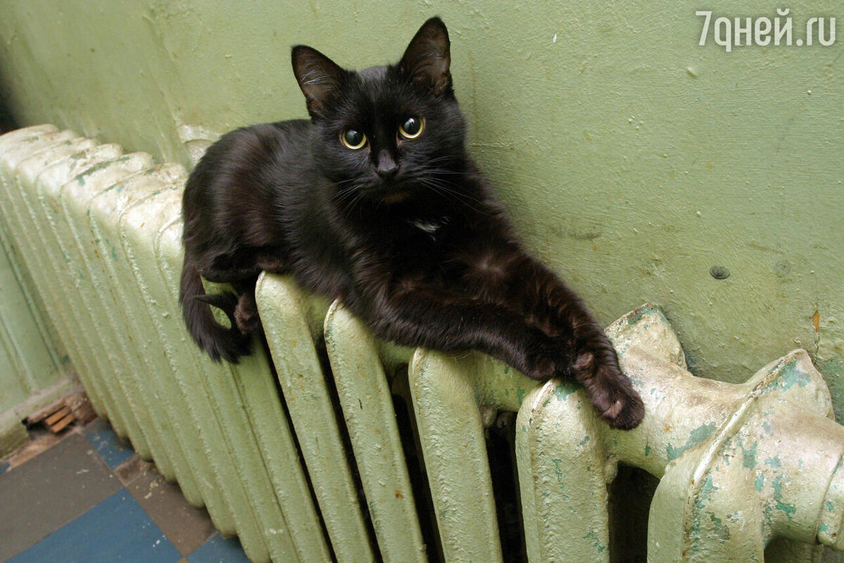     Zamir Usmanov/Global Look Press/globallookpress.com