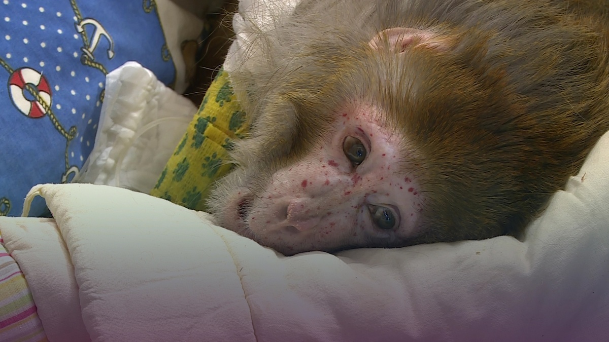 По человеческим меркам макаке уже 80 лет 
