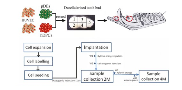 Подробная схема исследования. Каждый зубной зародыш свиньи был разделен на 5 частей, каждая из которых была имплантирована или использована для гистологического/иммуногистохимического анализа