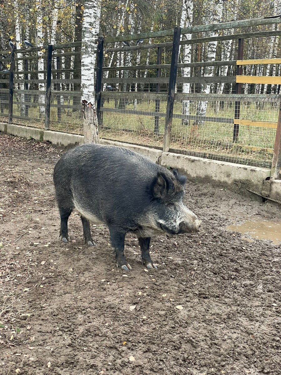Лосиная Биостанция © "Покажу Москву"