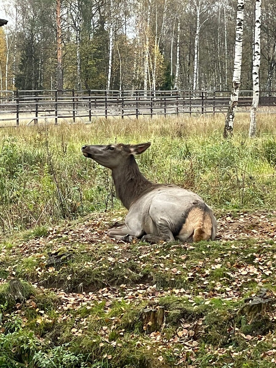 Лосиная Биостанция © "Покажу Москву"