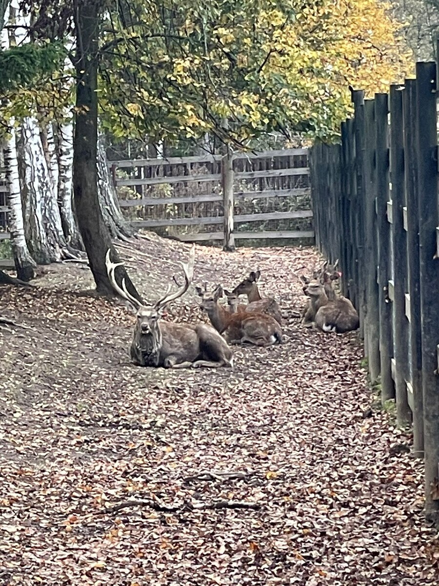 Лосиная Биостанция © "Покажу Москву"