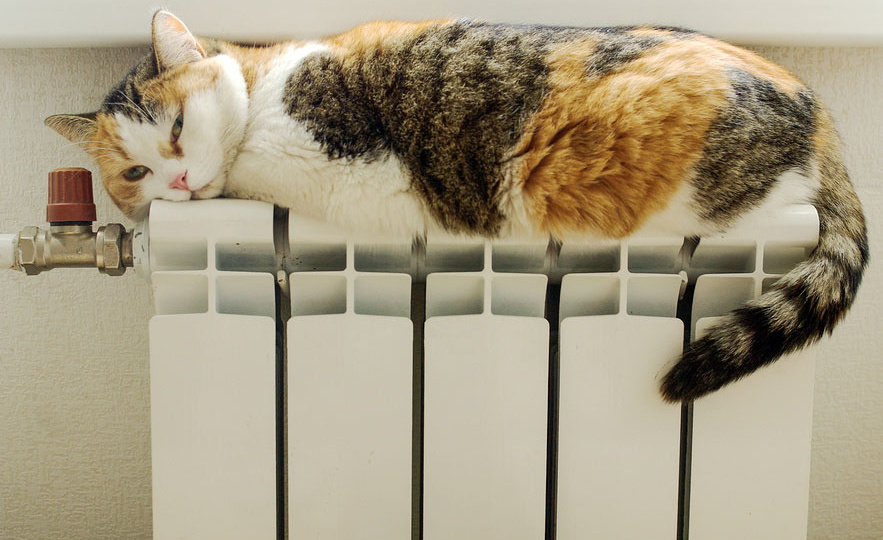 Может ли кот перегреться на батарее