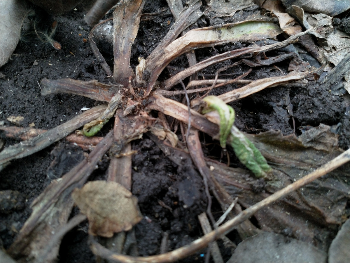 Вот так выглядело большинство моих примул