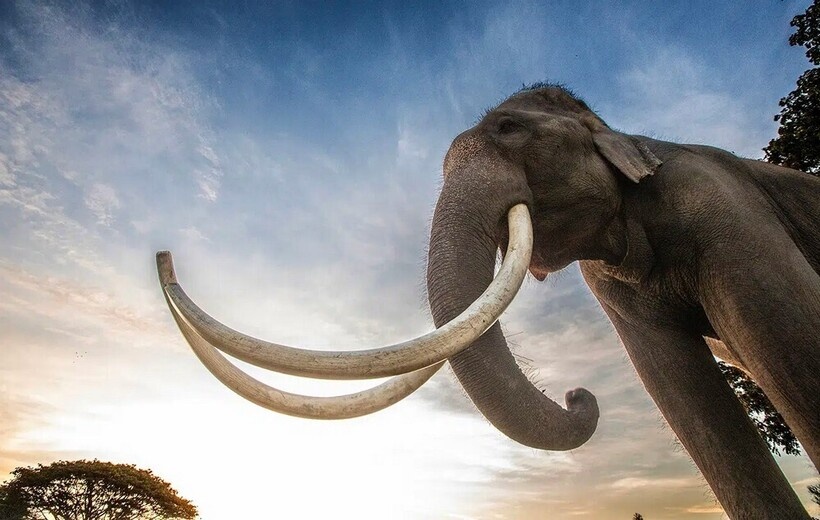    Фотограф рассказал о величественной красоте «больших бивней» в 15 фотографиях