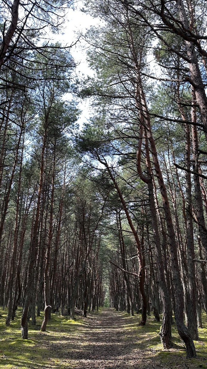 Танцующий лес