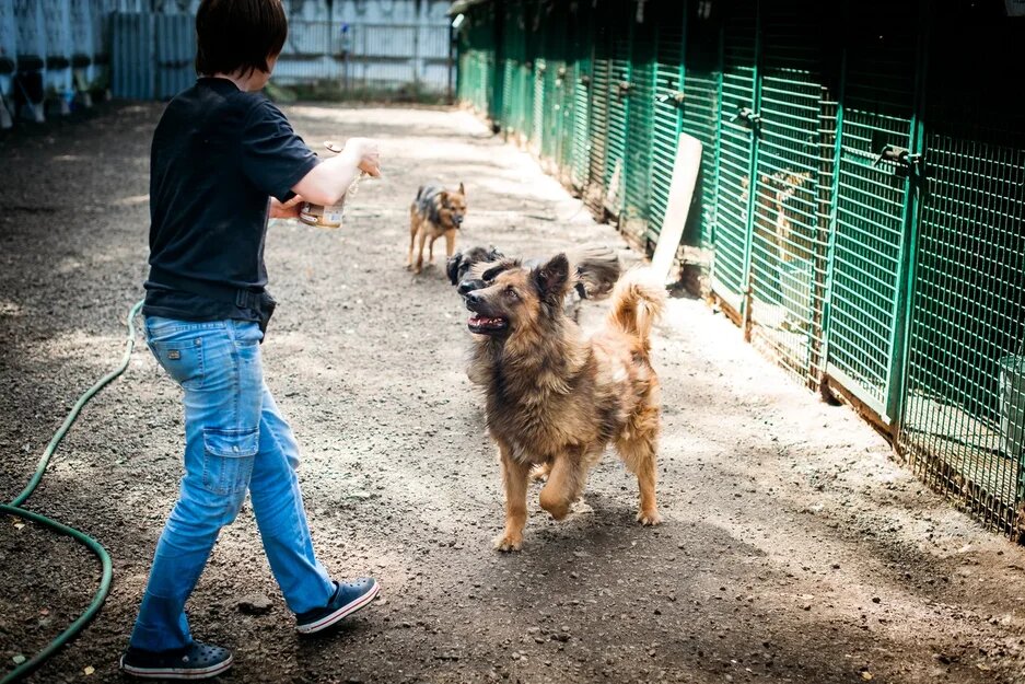 Адьфред не герой этой истории, но он нам так напомнил внешне одного из героев рассказа... Может после прочтения, кто-то приедет к Альфреду с новой миской!