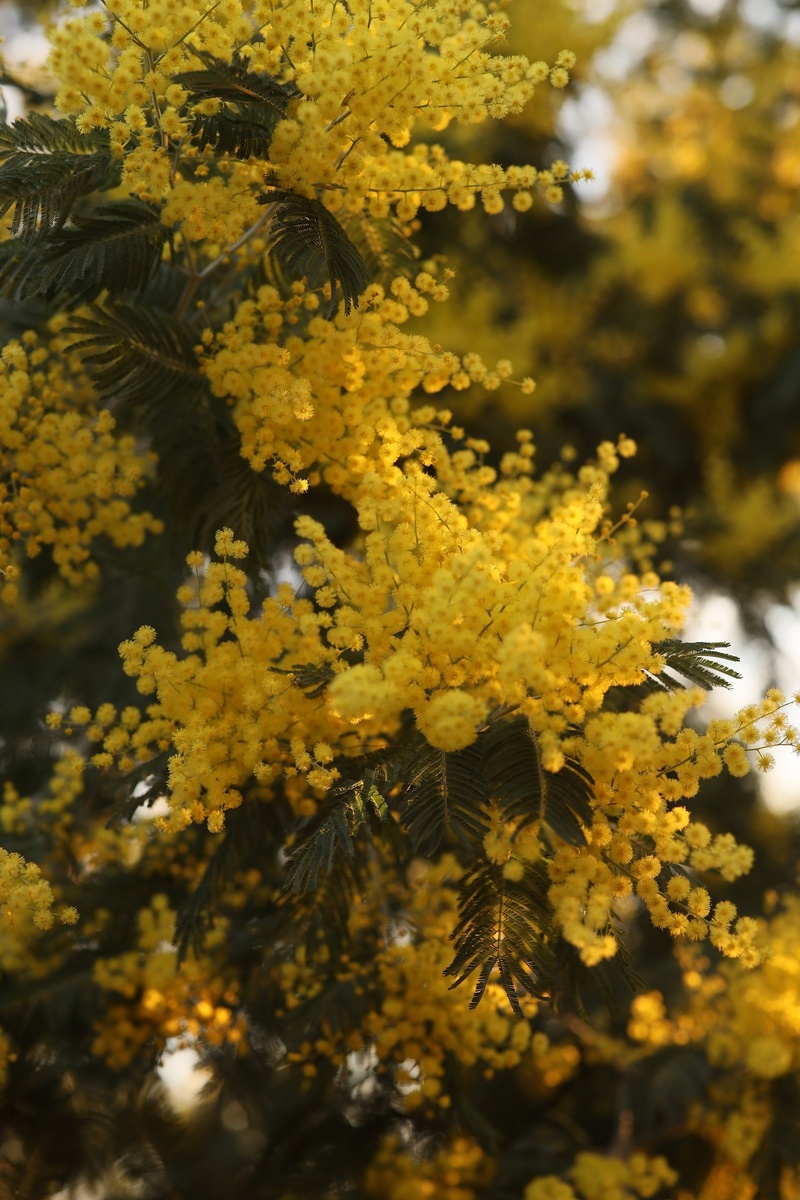 Цветущая мимоза в Сухуми фото 2025