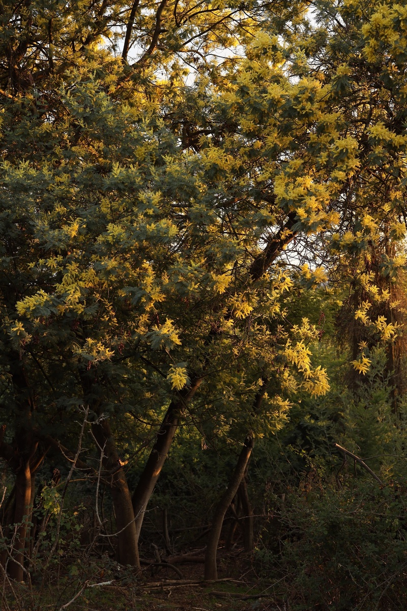 Деревья цветущей мимозы в частном саду. Фото Сухум 2025