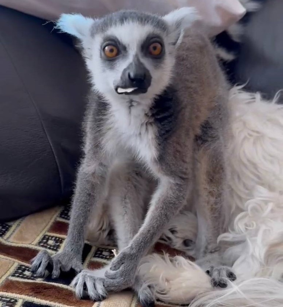    Фото: предоставлено Ириной Газарян