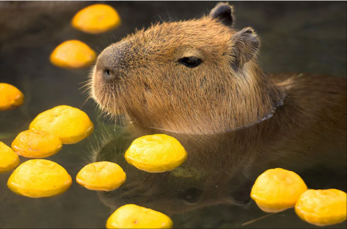 Фактически, большую часть своей жизни капибары проводят в воде. Фото из открытых источников. 